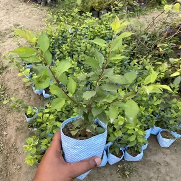 Red_Hybrid_Aalu_Bukhara_Plum_Grafted_Fruit_Plant