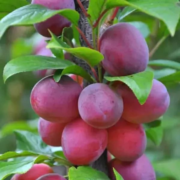 Red_Hybrid_Aalu_Bukhara_Plum_Grafted_Fruit_Plant