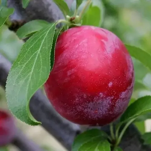 Red_Hybrid_Aalu_Bukhara_Plum_Grafted_Fruit_Plant