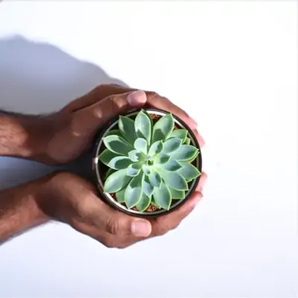 Green_Echeveria_Pegasus_Succulents