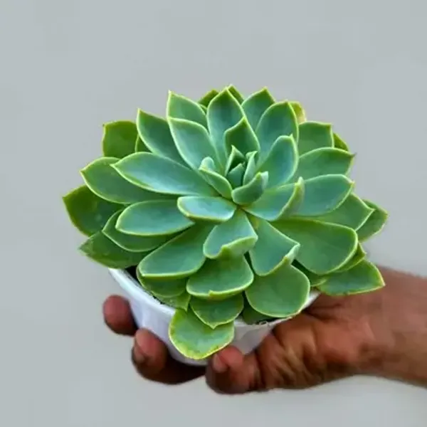 Green_Echeveria_Pegasus_Succulents
