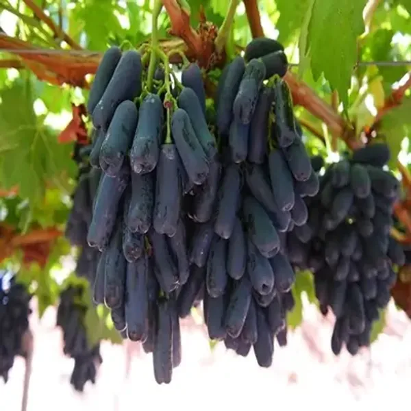 Black_Seedless_Grapes_Fruit_Plant