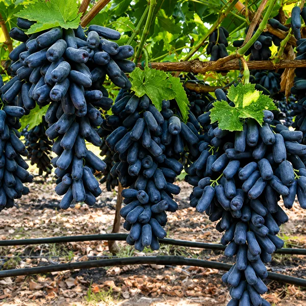 Black_Seedless_Grapes_Fruit_Plant
