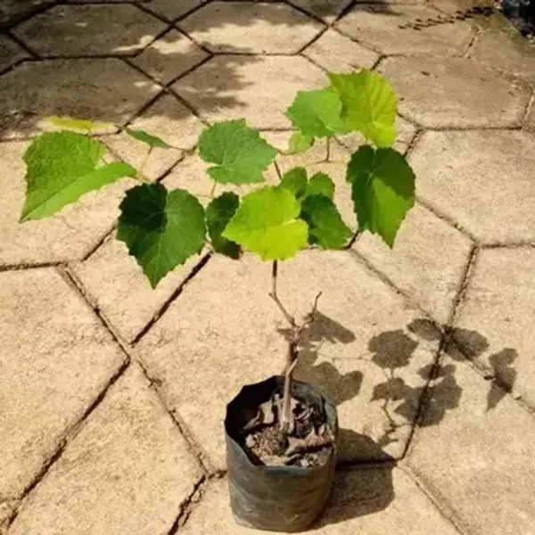 Black_Seedless_Grapes_Fruit_Plant
