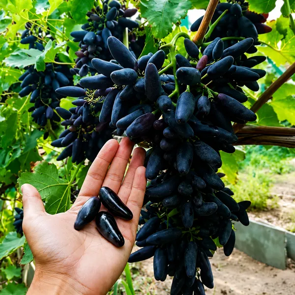 Black_Seedless_Grapes_Fruit_Plant