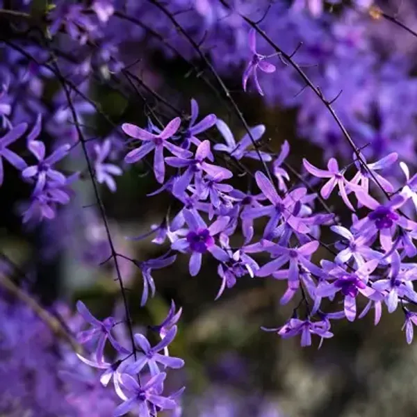 Volubilis_Nilmoni_Lota_Flower_Plant