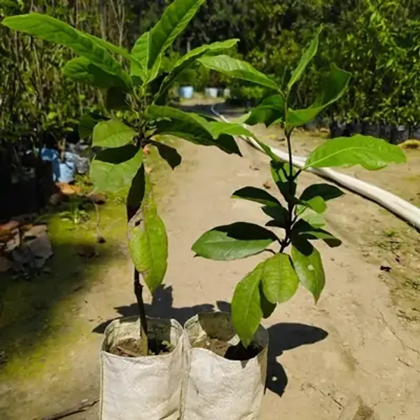 Volubilis_Nilmoni_Lota_Flower_Plant