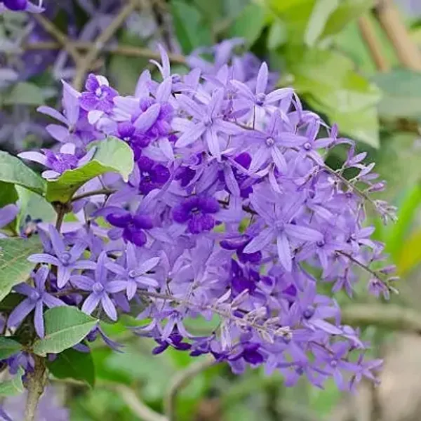 Volubilis_Nilmoni_Lota_Flower_Plant