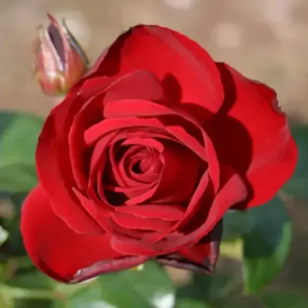 Red_Climbing_Rose_Flower_Plant