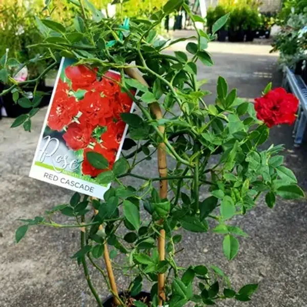 Red_Climbing_Rose_Flower_Plant