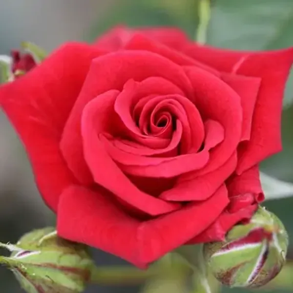 Red_Climbing_Rose_Flower_Plant