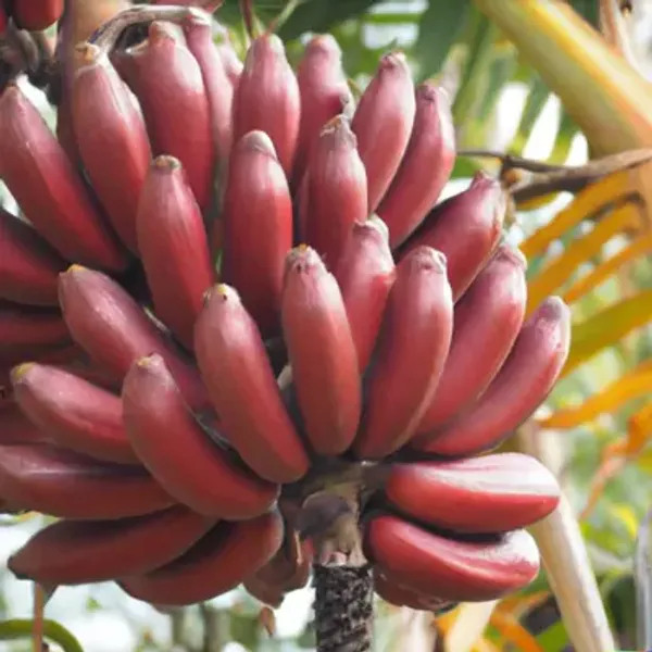 Red_Tissue_Cultures_Banana_Fruit_Plant