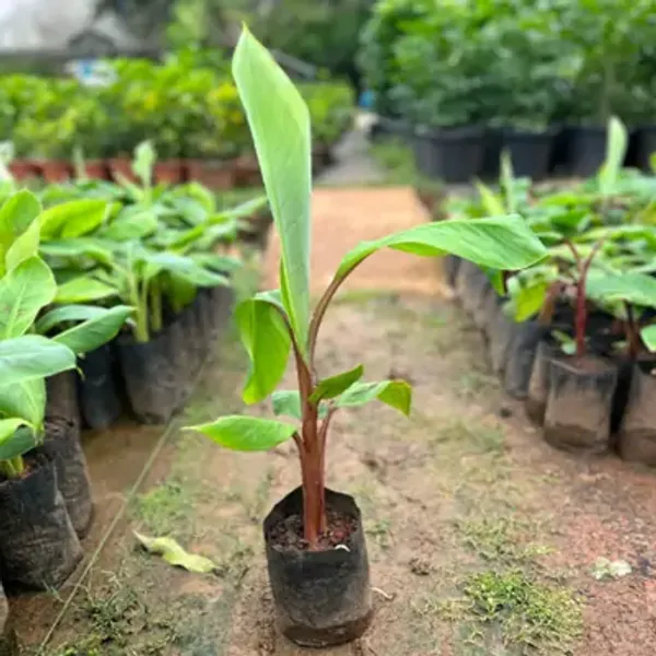 Red_Tissue_Cultures_Banana_Fruit_Plant