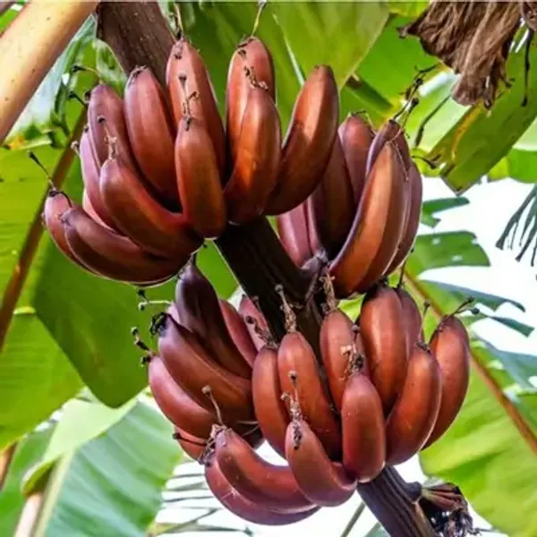 Red_Tissue_Cultures_Banana_Fruit_Plant