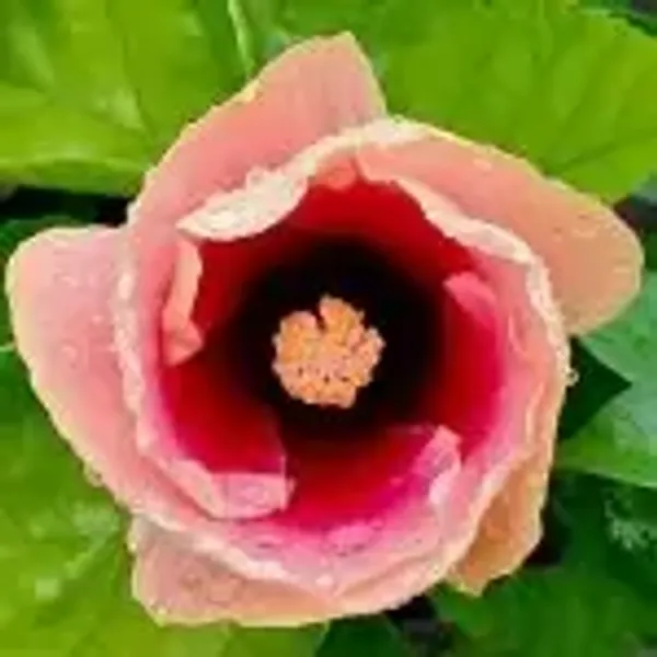 Pink_American_Variety_Hibiscus_Flower_Plants