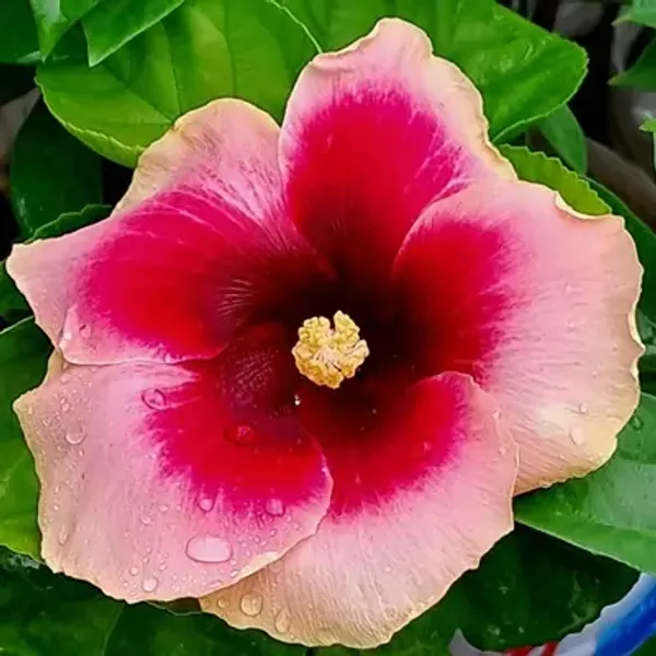 Pink_American_Variety_Hibiscus_Flower_Plants