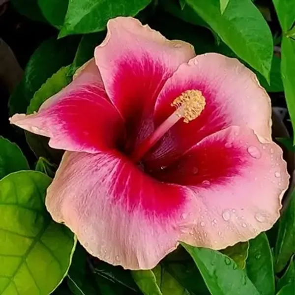 Pink_American_Variety_Hibiscus_Flower_Plants