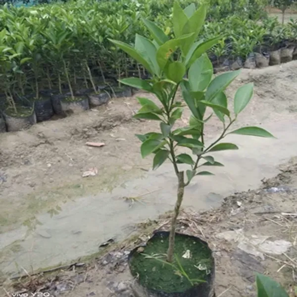 Green_Bari_1_Sweet_Malta_Lemon_Fruit_Plant
