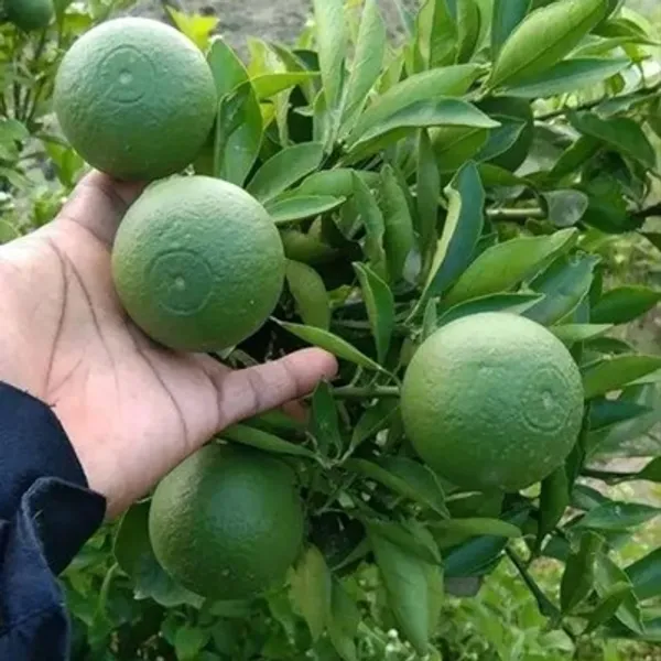 Green_Bari_1_Sweet_Malta_Lemon_Fruit_Plant