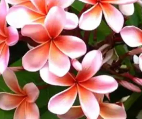 Pink_&_Orange_Dwarf_Variety_Plumeria_Flower_Plant