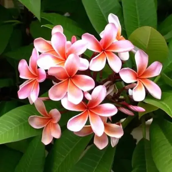 Pink_&_Orange_Dwarf_Variety_Plumeria_Flower_Plant