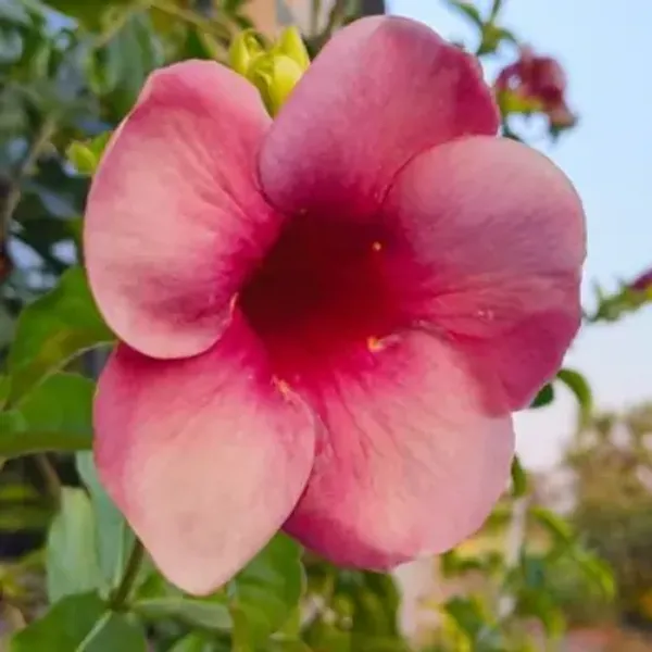 Purple_Allamanda_Flower_Plant
