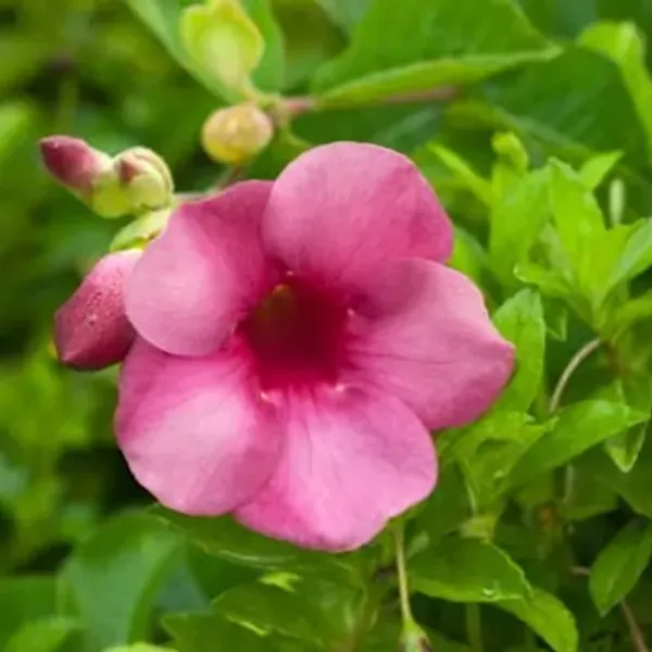 Purple_Allamanda_Flower_Plant