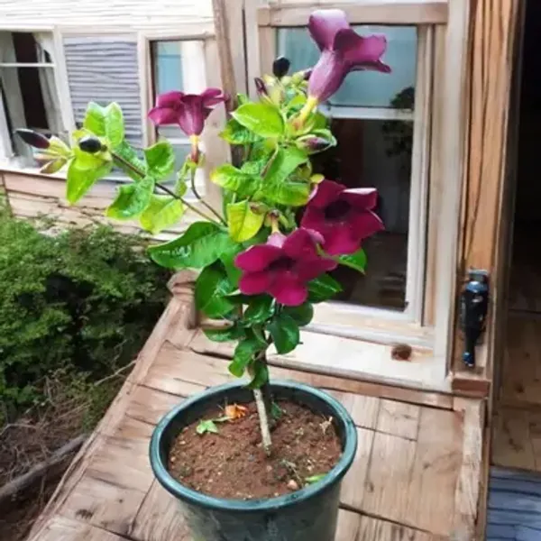 Purple_Allamanda_Flower_Plant