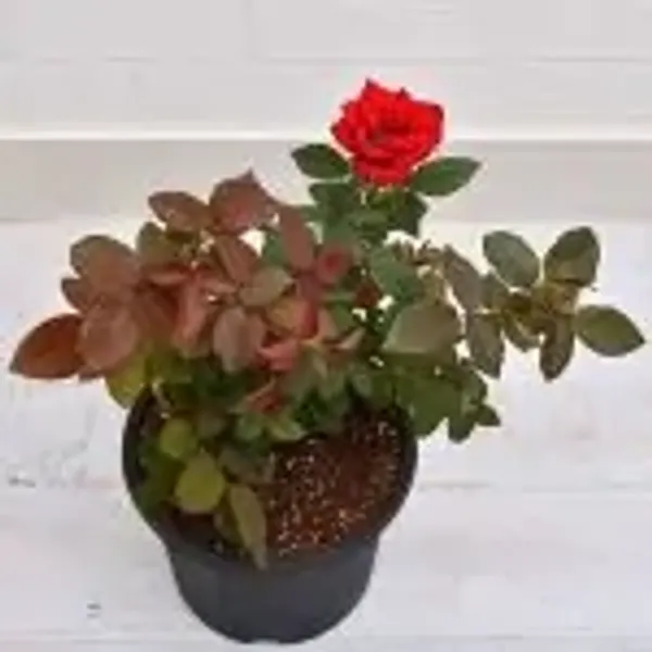 Red_Botton_Rose_Flower_Plant