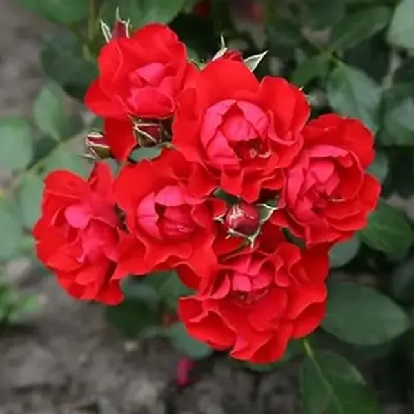 Red_Botton_Rose_Flower_Plant