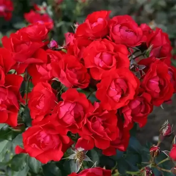 Red_Botton_Rose_Flower_Plant