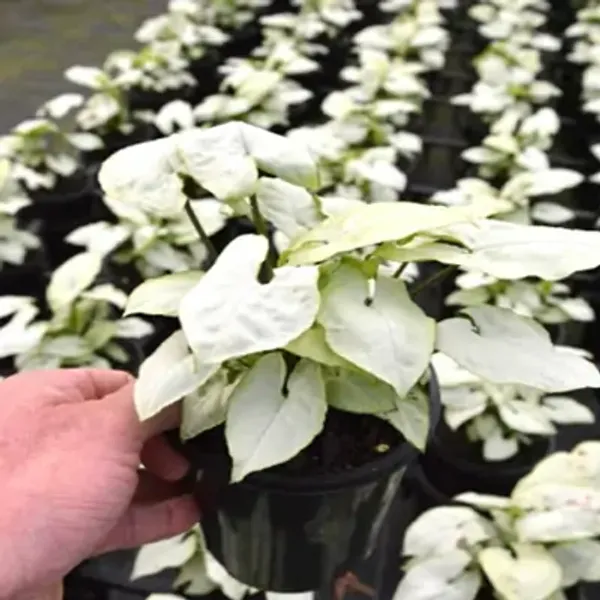White_Syngonium_Plant