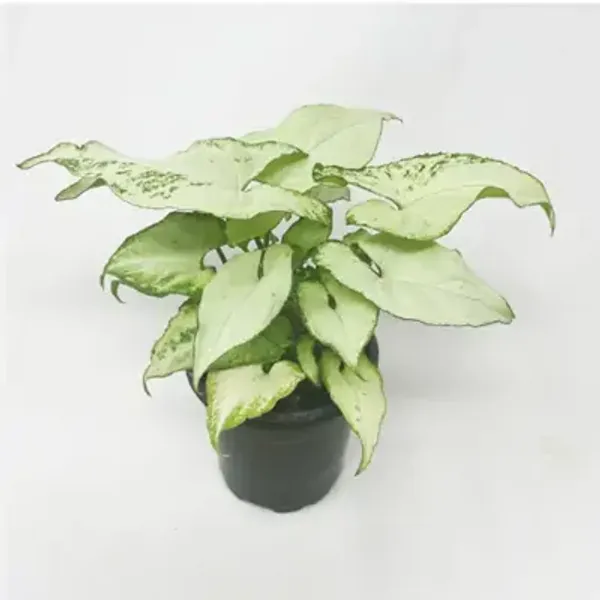 White_Syngonium_Plant
