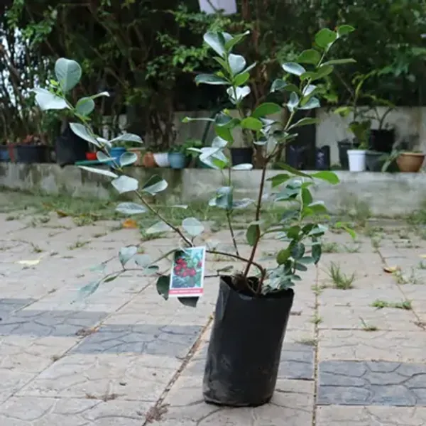 Red_Strawberry_Guava_Grafted_Fruit_Plant