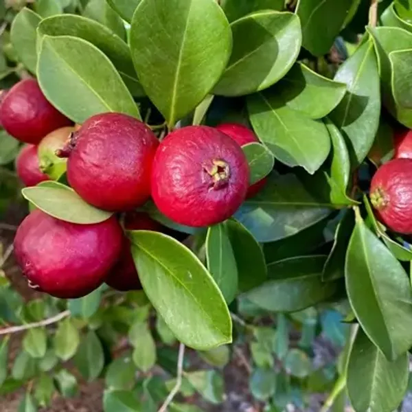 Red_Strawberry_Guava_Grafted_Fruit_Plant