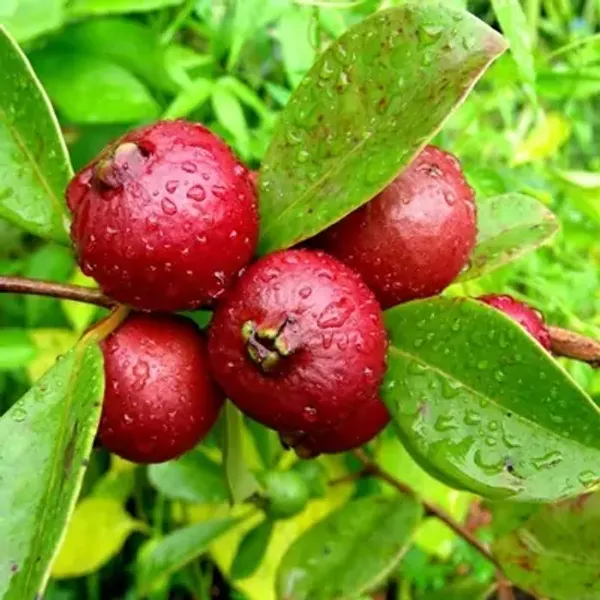 Red_Strawberry_Guava_Grafted_Fruit_Plant