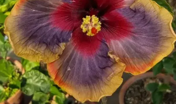 Multicolor_American_Variety_Hibiscus_Flower_Plant