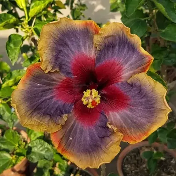Multicolor_American_Variety_Hibiscus_Flower_Plant