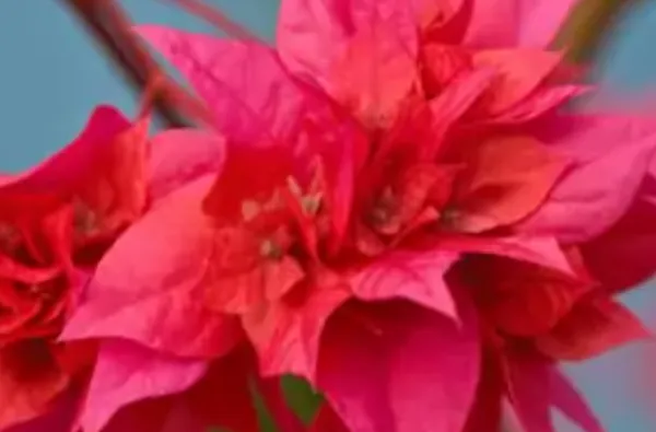 Pink_Mahara_Bougainvillea_Flower_Plant