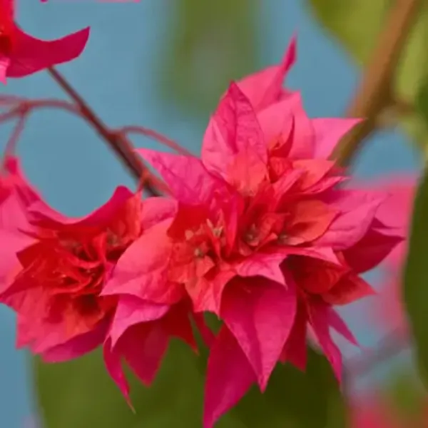 Pink_Mahara_Bougainvillea_Flower_Plant