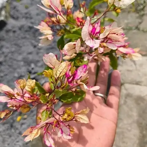 Bidadari_Bougainvillea_Flower_Plant