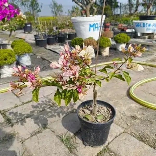 Bidadari_Bougainvillea_Flower_Plant