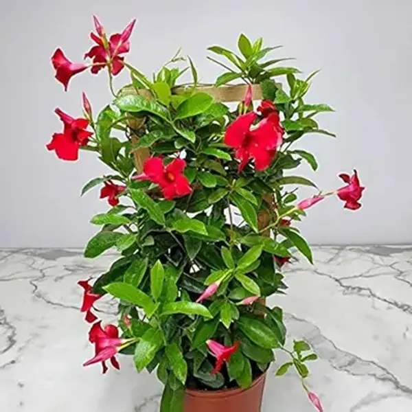 Red_Mandeville_Flower_Plant