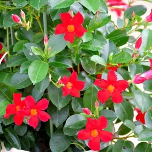 Red_Mandeville_Flower_Plant