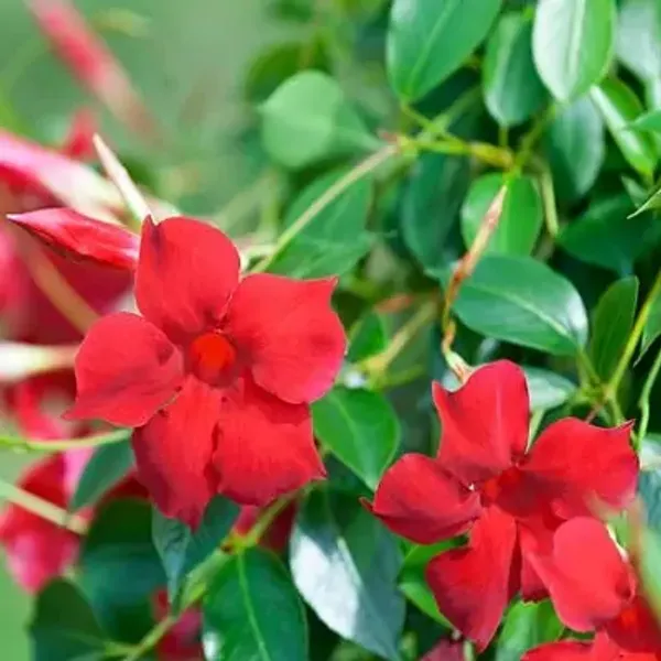 Red_Mandeville_Flower_Plant