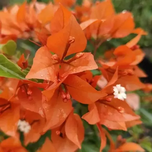 Orange_Fire_Opal_Bougainvillea_Flower_Plant
