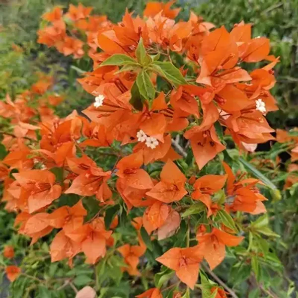 Orange_Fire_Opal_Bougainvillea_Flower_Plant