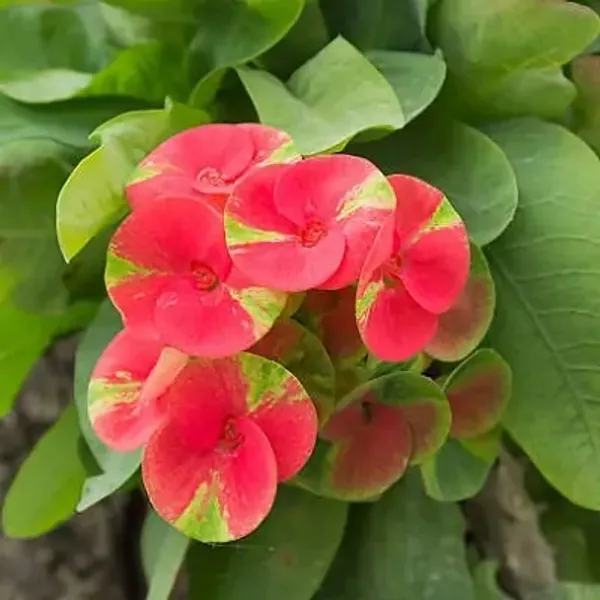 Multicolor_Euphorbia_Milii_Flower_Plant
