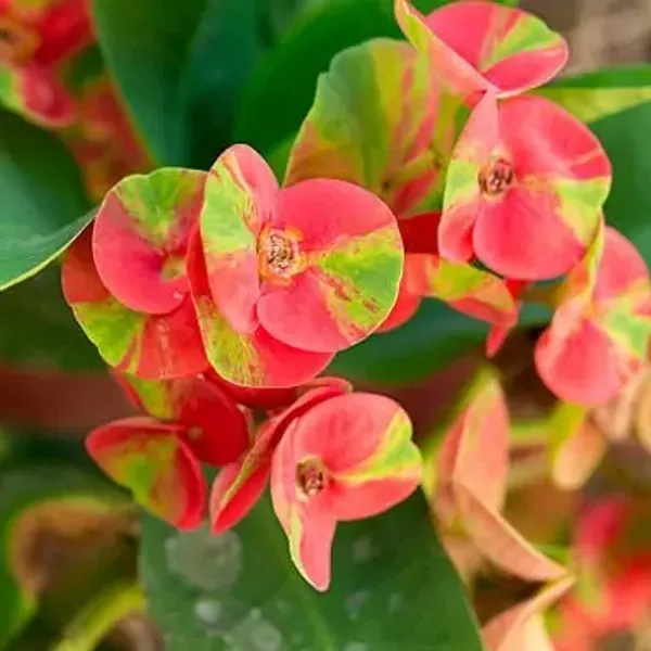 Multicolor_Euphorbia_Milii_Flower_Plant