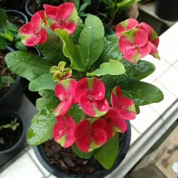 Multicolor_Euphorbia_Milii_Flower_Plant